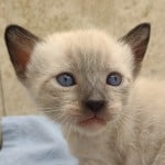 Savannah Snow Male DOB 12-7-23