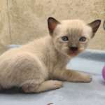 Savannah Snow Male DOB 12-7-23