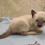 Savannah Snow Male DOB 12-7-23