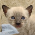 Savannah Snow Male DOB 12-7-23