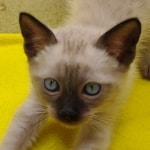 Savannah Snow Male DOB 12-7-23