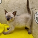 Savannah Snow Male DOB 12-7-23