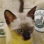 Savannah Snow Male DOB 12-7-23