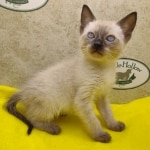 Savannah Snow Male DOB 12-7-23