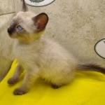 Savannah Snow Male DOB 12-7-23