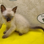 Savannah Snow Male DOB 12-7-23