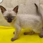 Savannah Snow Male DOB 12-7-23