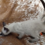 F-6SBt snow, Lynx Point Male DO 12-7-23