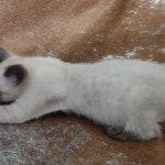 F-6SBt snow, Lynx Point Male DO 12-7-23