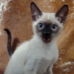 F-6SBt snow, Lynx Point Male DO 12-7-23