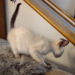 F-6SBt snow, Lynx Point Male DO 12-7-23