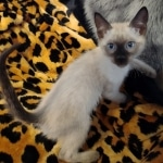 F-6SBt snow, Lynx Point Male DO 12-7-23