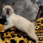 F-6SBt snow, Lynx Point Male DO 12-7-23