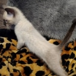 F-6SBt snow, Lynx Point Male DO 12-7-23