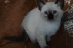 Shango Savannah F-6SBT Snow Male #2 DOB 3-29-24