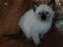 Shango Savannah F-6SBT Snow Male #2 DOB 3-29-24