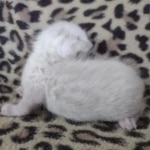 Savannah F-6SBT Snow Male DOB 3-29-24