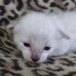 Savannah F-6SBT Snow Male DOB 3-29-24