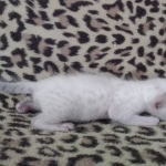 Savannah F-6SBT Snow Male DOB 3-29-24