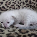 Savannah F-6SBT Snow Male DOB 3-29-24