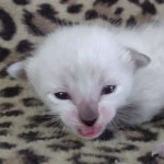 Savannah F-6SBT Snow Male DOB 3-29-24