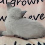 Savannah F-6SBT Snow Male DOB 3-29-24