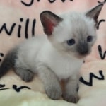 Savannah F-6SBT Snow Male DOB 3-29-24