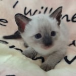 Savannah F-6SBT Snow Male DOB 3-29-24