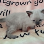 Savannah F-6SBT Snow Male DOB 3-29-24