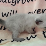 Savannah F-6SBT Snow Male DOB 3-29-24