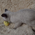 Savannah F-6SBT Snow Male DOB 3-29-24