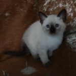 Savannah F-6SBT Snow Male DOB 3-29-24