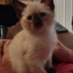 Savannah F-6SBT Snow Male DOB 3-29-24