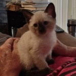 Savannah F-6SBT Snow Male DOB 3-29-24