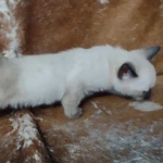 Savannah F-6SBT Snow Male DOB 3-29-24