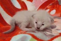 Savannah F-6SBT Snow Male #2 DOB 5-29-22