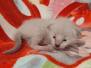 Savannah F-6SBT Snow Male #2 DOB 5-29-22