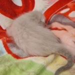 Savannah F-6SBT Snow Male DOB 5-29-22