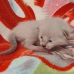 Savannah F-6SBT Snow Male DOB 5-29-22