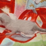 Savannah F-6SBT Snow Male DOB 5-29-22