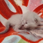 Savannah F-6SBT Snow Male DOB 5-29-22