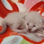 Savannah F-6SBT Snow Male DOB 5-29-22