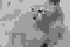 Max Savannah F-6SBT Snow Male #2 DOB 5-3-21