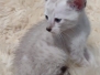 Max Savannah F-6SBT Snow Male #2 DOB 5-3-21