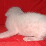 Savannah male kitten snow DOB 5-3-21