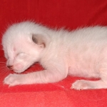 Savannah male kitten snow DOB 5-3-21
