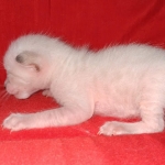 Savannah male kitten snow DOB 5-3-21