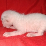 Savannah male kitten snow DOB 5-3-21