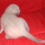 Savannah male kitten snow DOB 5-3-21