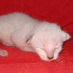 Savannah male kitten snow DOB 5-3-21